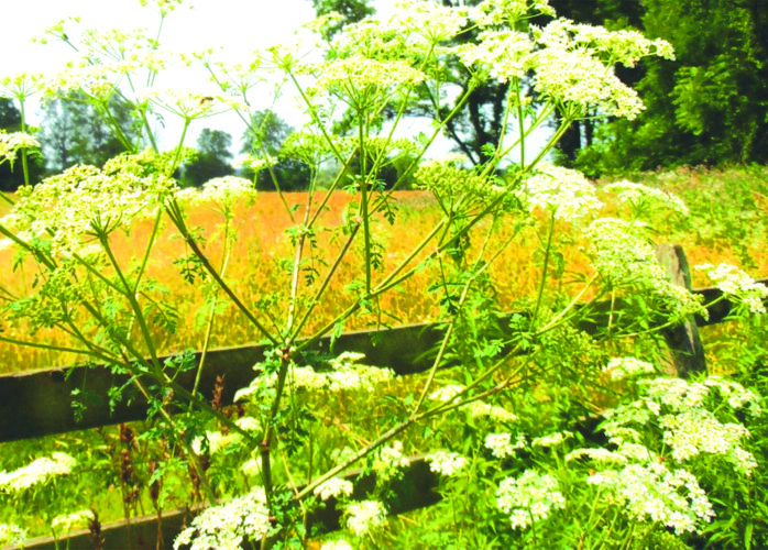 Look out for poison hemlock